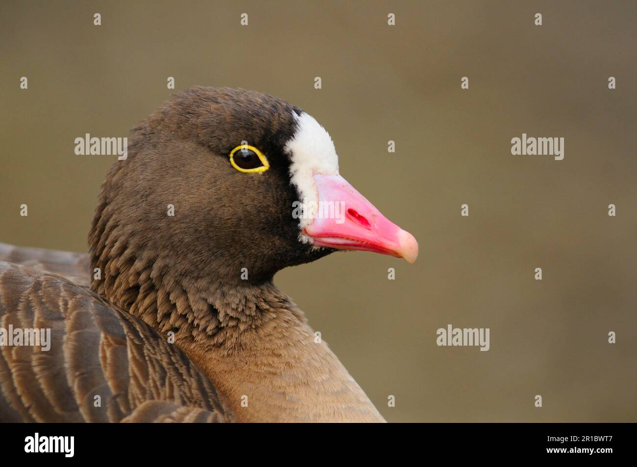 Petite oie à front blanc (Anser erythropus) adulte, gros plan de la tête, janvier (en captivité) Banque D'Images