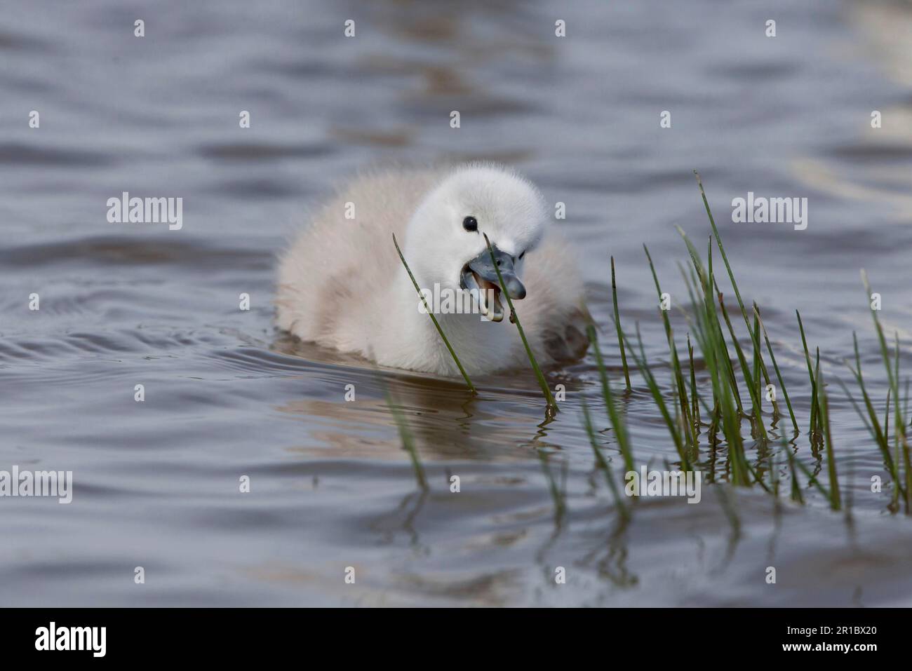 Mute Swan (Cygnus olor) Cygnet, mangeant et cueillant des araignées de la bûche dans l'eau, Suffolk, Angleterre, Royaume-Uni Banque D'Images