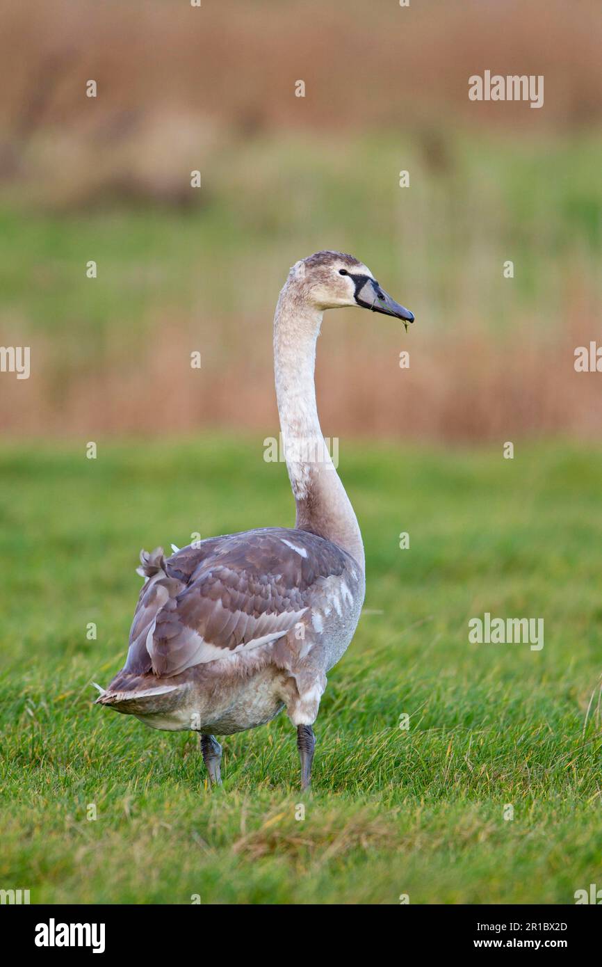 Jeune cygne muet (Cygnus olor), debout sur le marais de pâturage, Suffolk, Angleterre, Royaume-Uni Banque D'Images