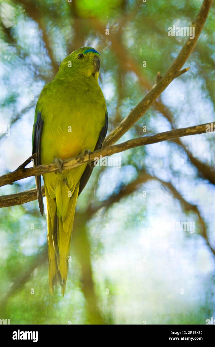 Perroquet à ventre doré, perroquet à ventre orange (Neophema chrysogaster), perroquet à ventre doré, perroquet à ventre orange, perroquets, parakeets, Animaux Banque D'Images