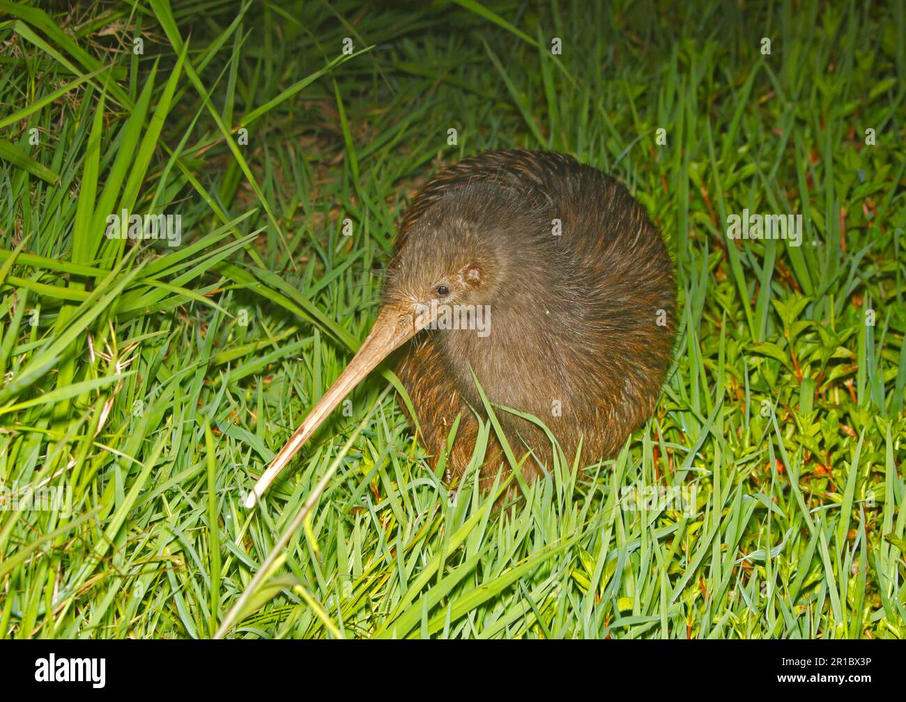 North Island Brown Kiwi (Apteryx mantelli) adulte, debout dans l'herbe la nuit, Nouvelle-Zélande Banque D'Images North Island Brown Kiwi (Apteryx mantelli) adulte, debout dans l'herbe la nuit, Nouvelle-Zélande Banque D'Images