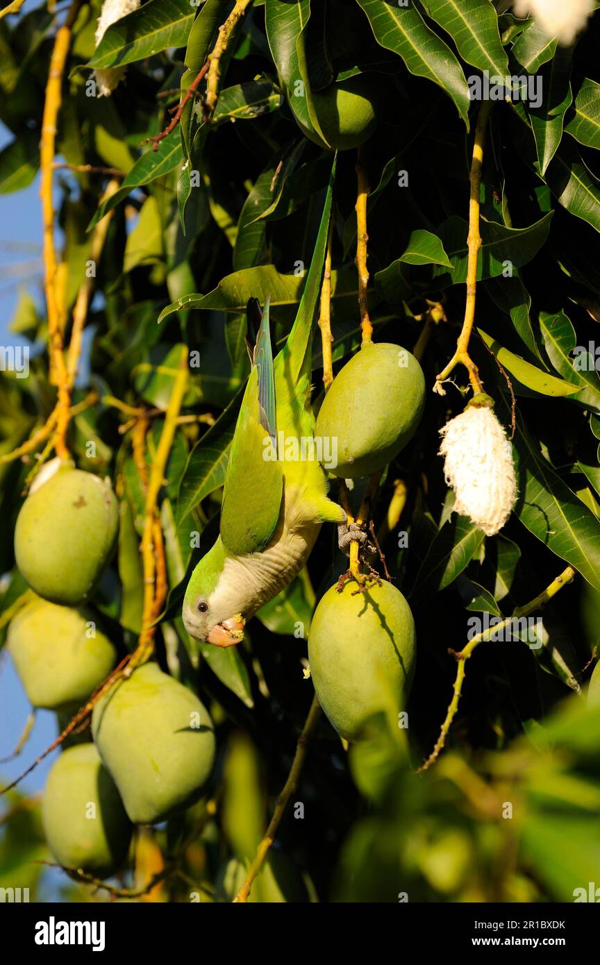 Monk Parakeet, perroquets, Parakeets, animaux, oiseaux, Monk Parakeet (Myiositta monachus) adulte, se nourrissant de fruits de mangue, Pantanal, Mato Grosso, Brésil Banque D'Images