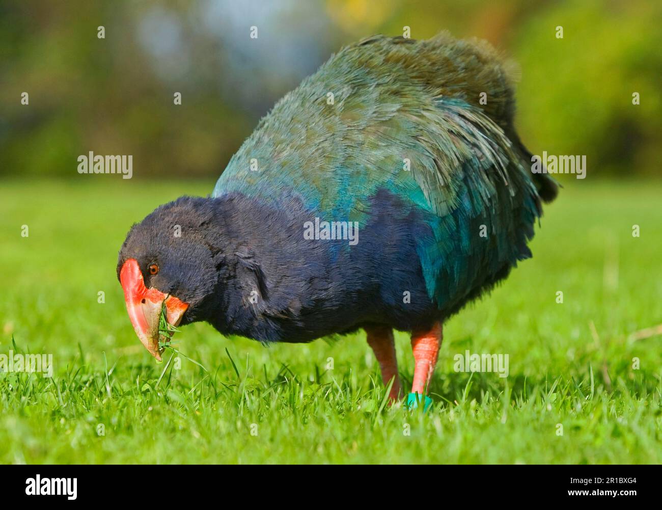 Takahe, takahe de l'île du Sud (Porphyrio hochstetteri), takahes de l'île du Sud, takahes, rails, animaux, Oiseaux, takahe adulte, se nourrissant de l'herbe, Tiritiri Banque D'Images