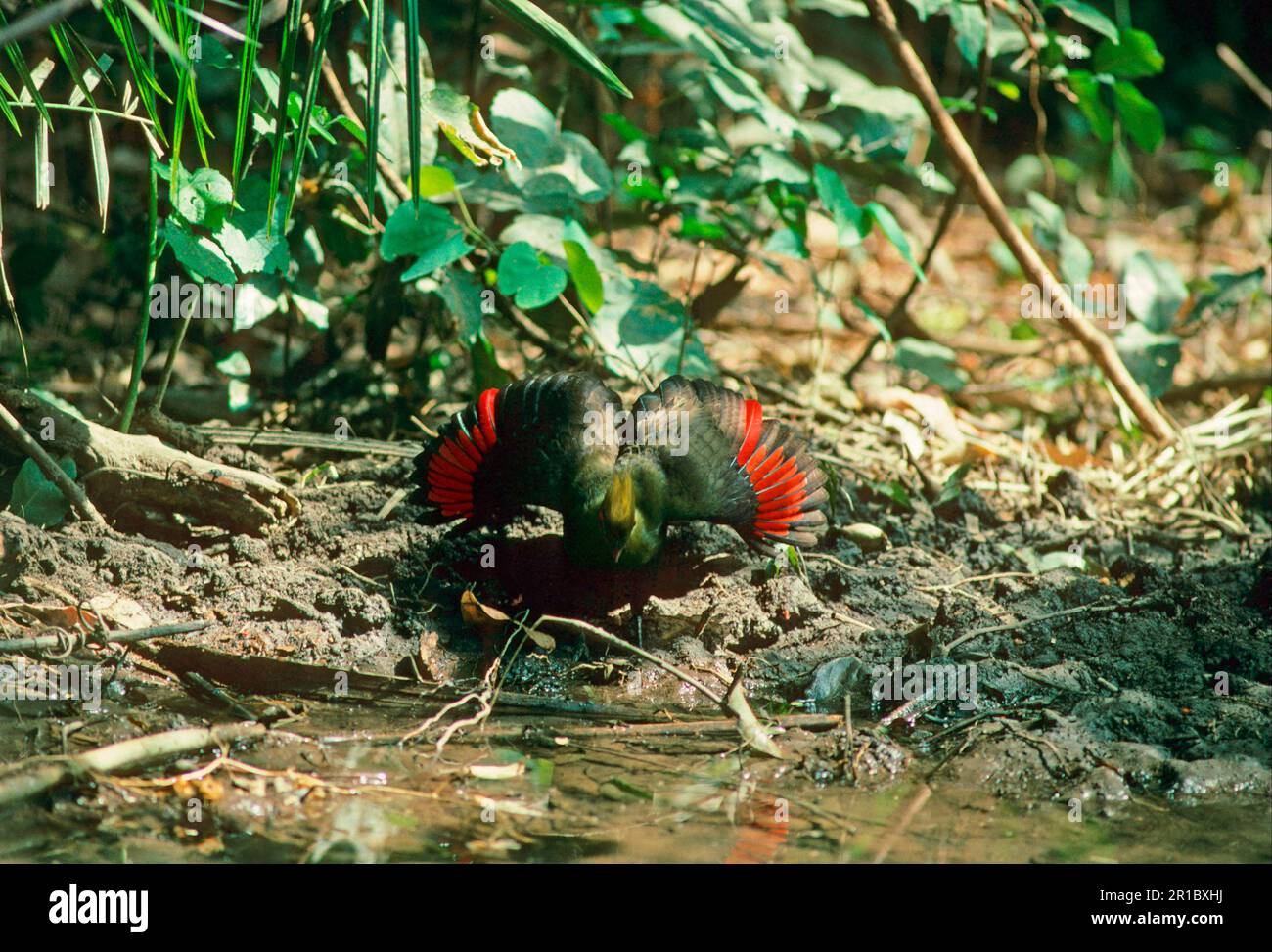 Turacos de Guinée (Tauraco persa), Turaco vert-hellaqué, animaux, oiseaux, Turacos, Turaco Guinée Display, ailes maintenues ouvertes, rouge. La Gambie Abuko Banque D'Images