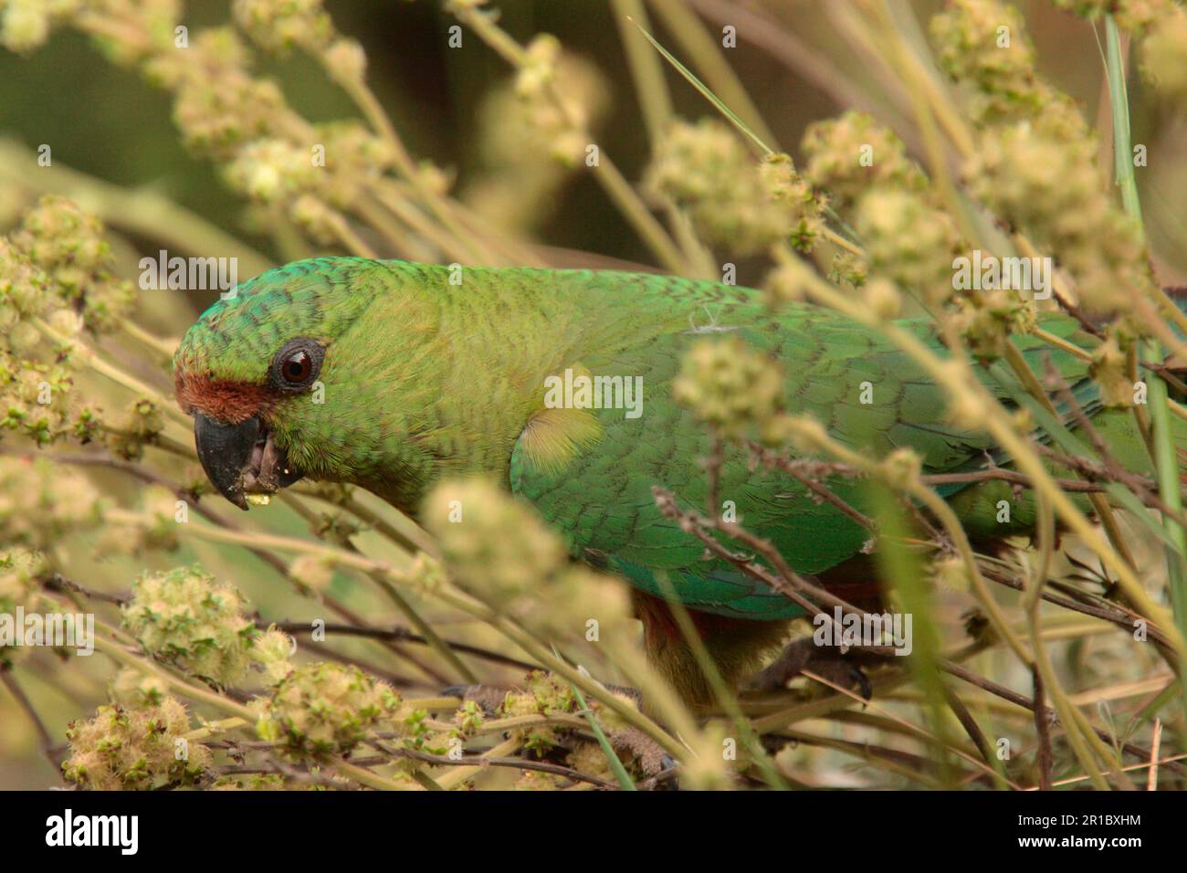 Austal Parakeet (Enicognathus ferrugineus) adulte, alimentation, Villa Pehuenia, Neuquen, Argentine Banque D'Images