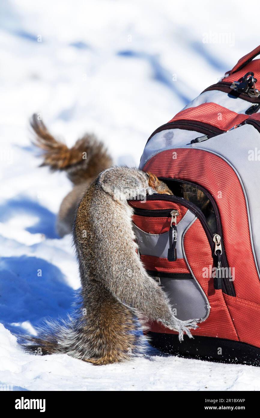 Écureuil gris de l'est recherche d'arachides dans un sac à dos (Sciurus carolinensis), Québec, Canada Banque D'Images