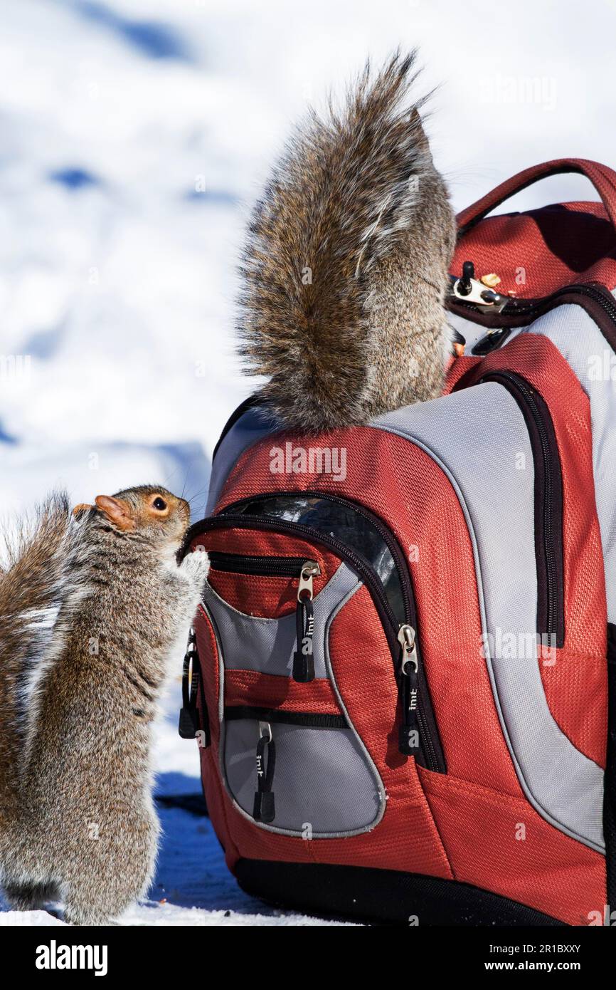 Écureuils gris de l'est à la recherche d'arachides dans un sac à dos (Sciurus carolinensis), Québec, Canada Banque D'Images