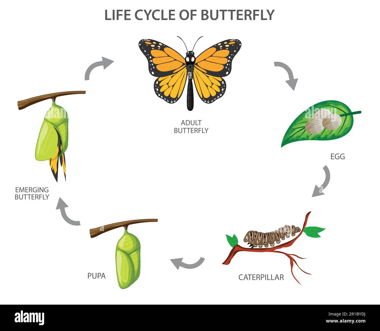 La métamorphose du papillon, de l'œuf, de la chenille, de la pupa, du papillon. Cycle de vie du papillon illustration du vecteur Illustration de Vecteur