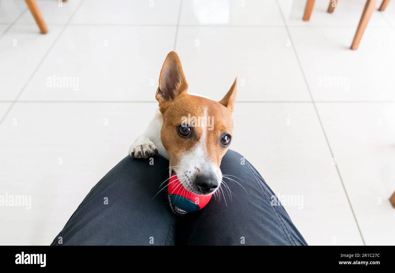 Jack Russell Terrier chien avec le ballon dans la bouche, jouant avec le propriétaire à l'intérieur de leur maison Banque D'Images