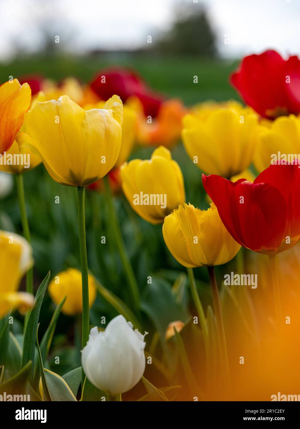 Un champ de tulipes vibrant en pleine floraison au printemps, mettant en vedette un éventail coloré de fleurs sous un ciel lumineux. Un symbole de la beauté de la nature et de saison Banque D'Images