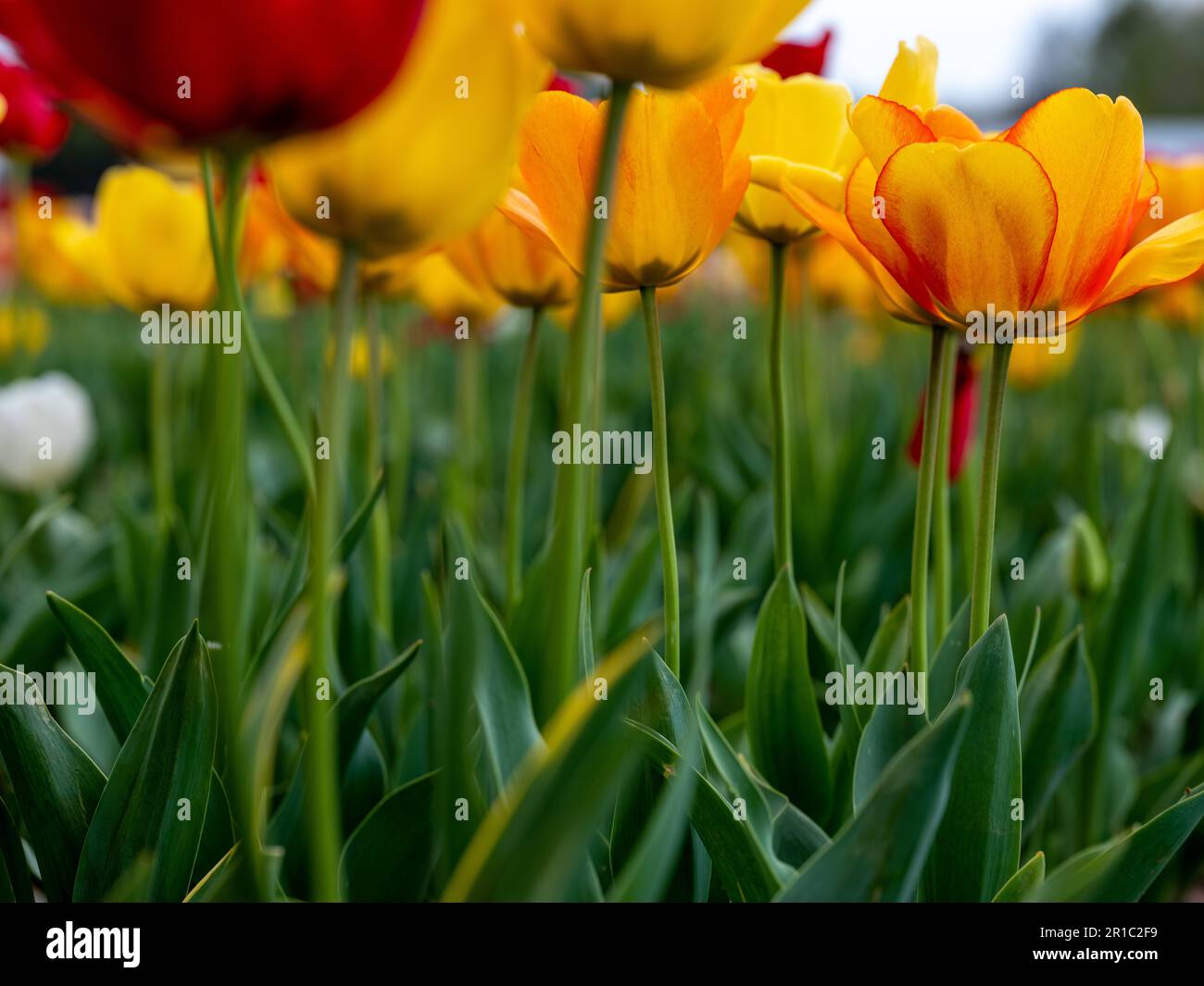 Un champ de tulipes vibrant en pleine floraison au printemps, mettant en vedette un éventail coloré de fleurs sous un ciel lumineux. Un symbole de la beauté de la nature et de saison Banque D'Images