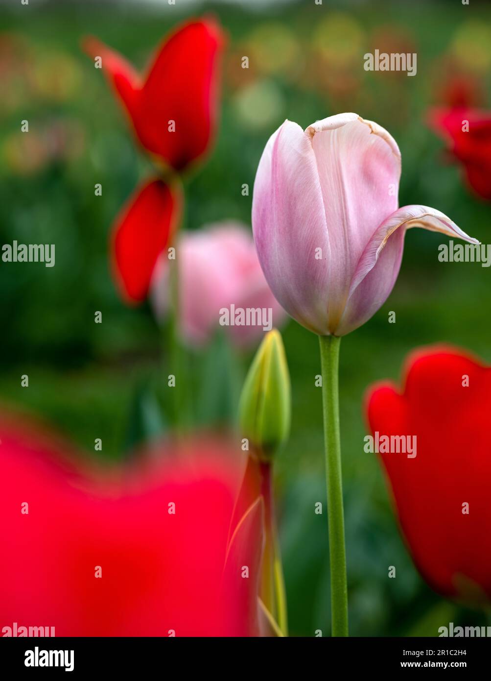 Un champ de tulipes vibrant en pleine floraison au printemps, mettant en vedette un éventail coloré de fleurs sous un ciel lumineux. Un symbole de la beauté de la nature et de saison Banque D'Images