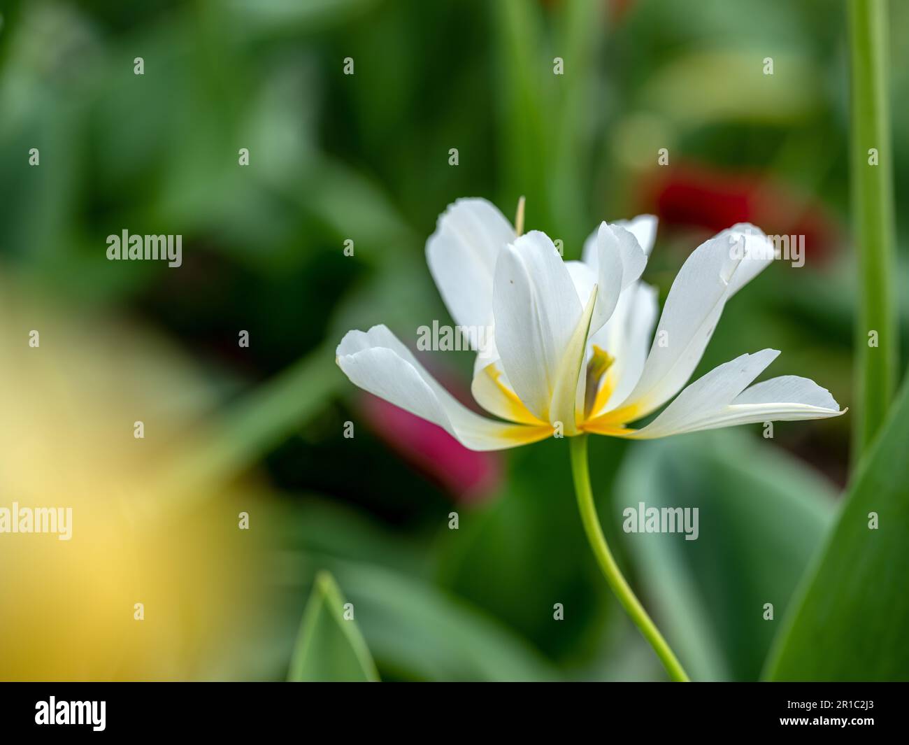 Un champ de tulipes vibrant en pleine floraison au printemps, mettant en vedette un éventail coloré de fleurs sous un ciel lumineux. Un symbole de la beauté de la nature et de saison Banque D'Images