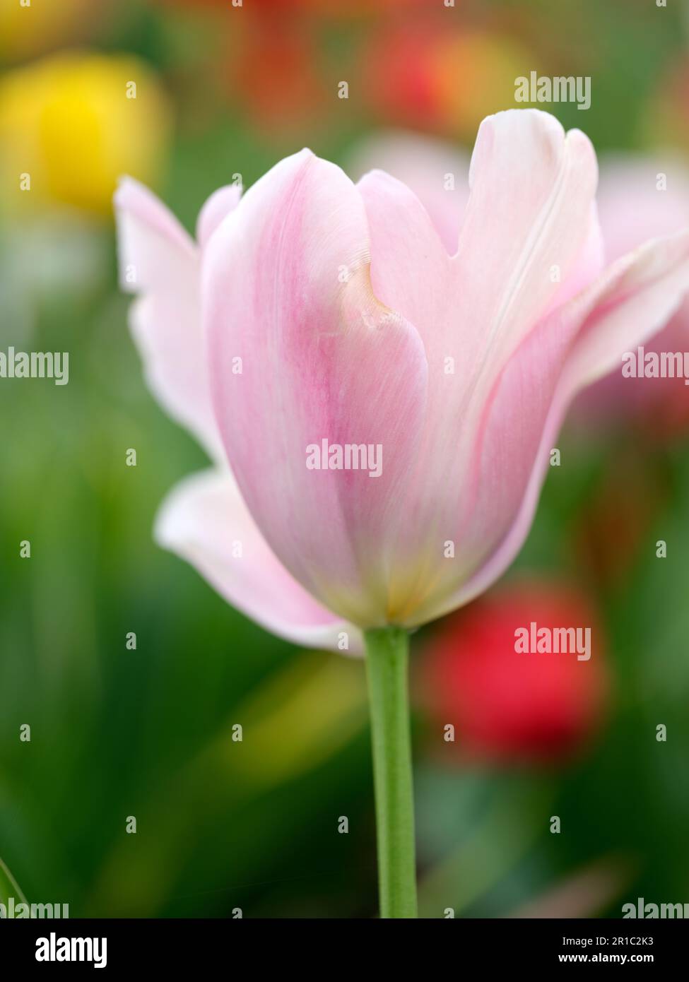 Un champ de tulipes vibrant en pleine floraison au printemps, mettant en vedette un éventail coloré de fleurs sous un ciel lumineux. Un symbole de la beauté de la nature et de saison Banque D'Images