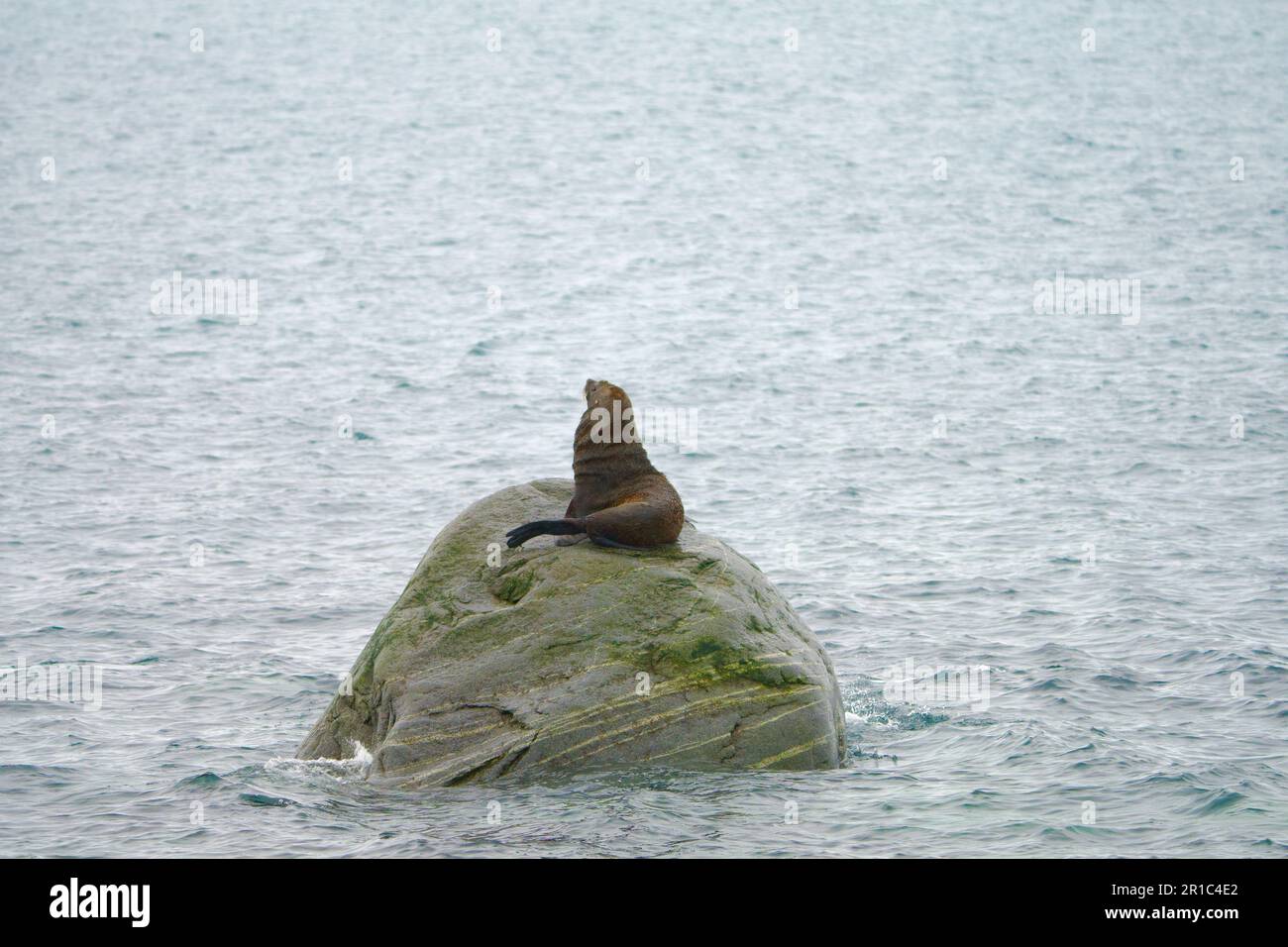 Phoque sur la roche en Antarctique Banque D'Images