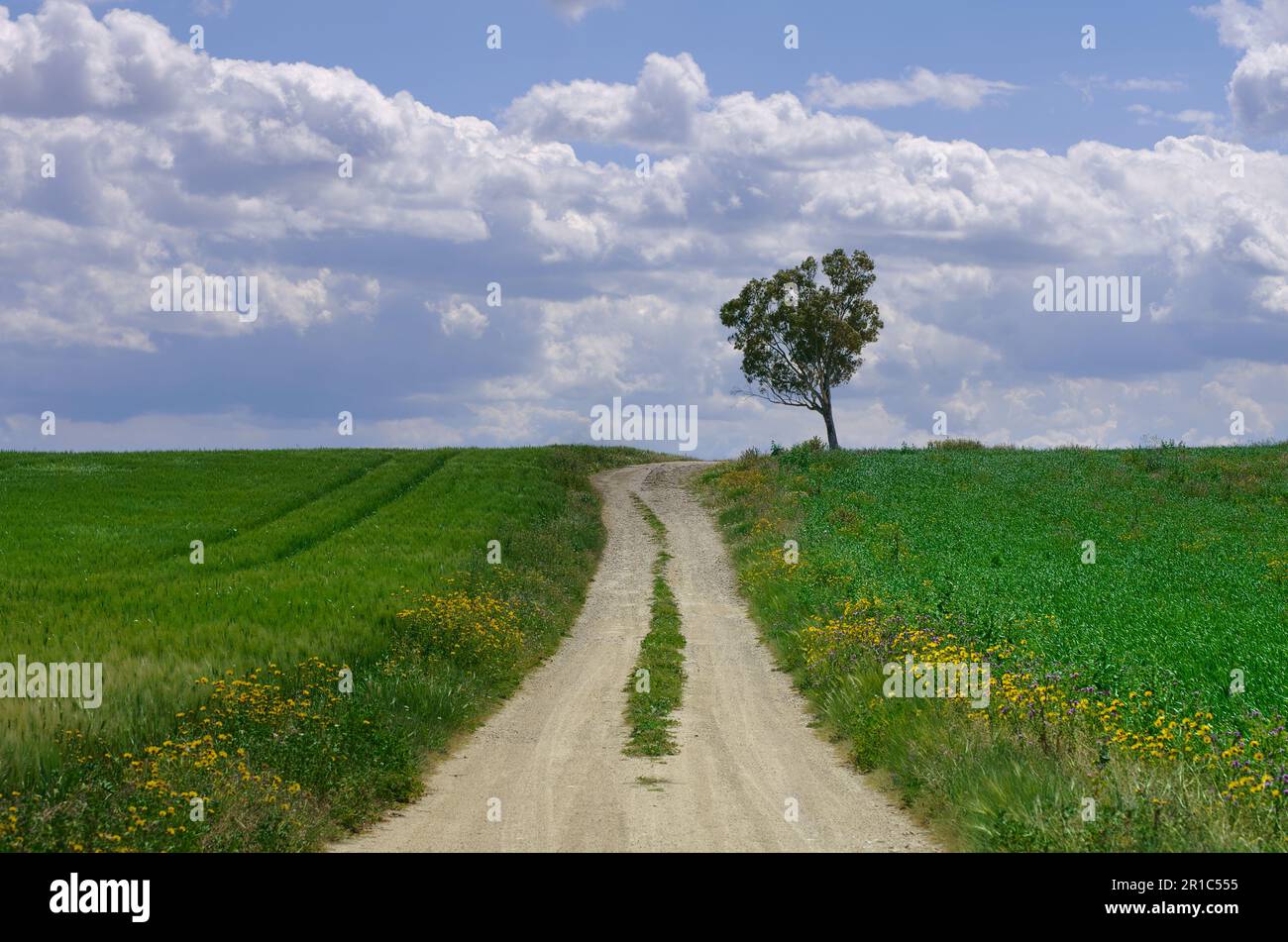 Un chemin de terre traverse un champ de blé vert avec un arbre à l'horizon en Sicile, Italie Banque D'Images