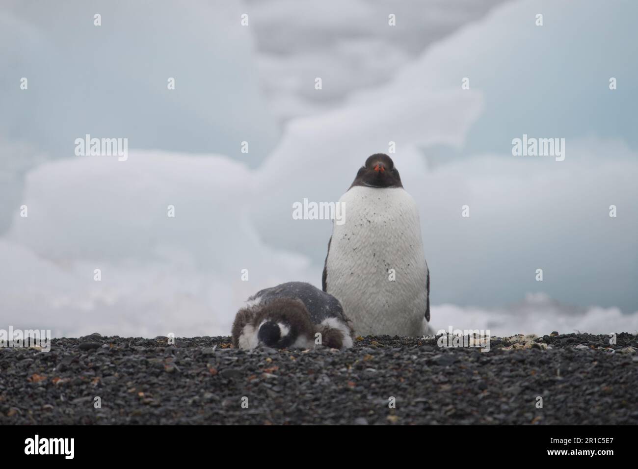 Mère de pingouin Gentoo et ses bébés Banque D'Images