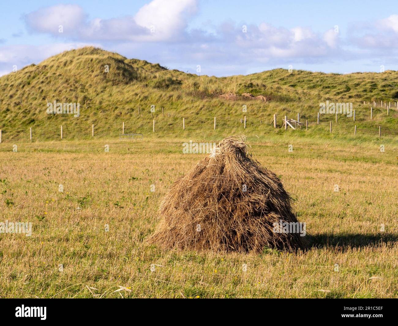 Piles traditionnelles d'orge Bere (Toitean) au moment de la récolte sur l'île de Benbecula dans les Hébrides extérieures, Écosse, Royaume-Uni Banque D'Images