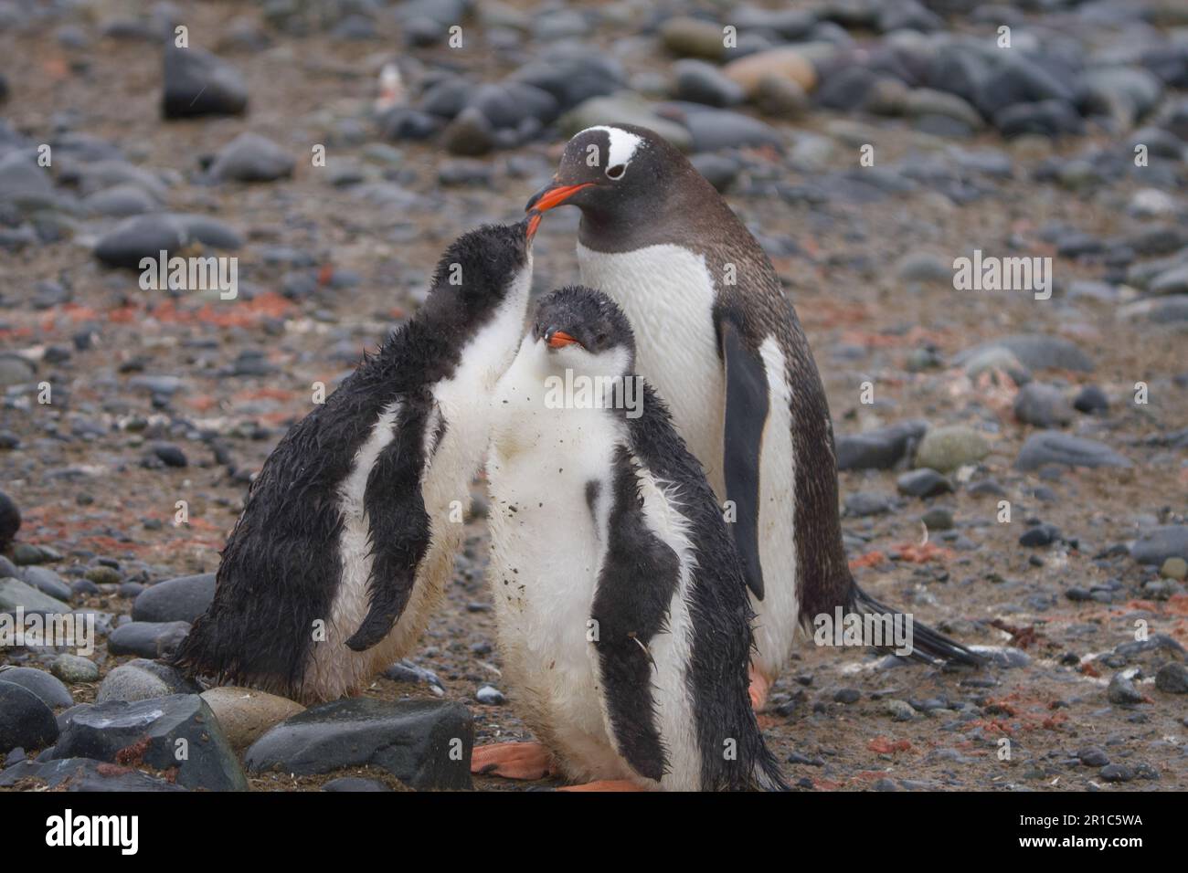 Mère de pingouin Gentoo et ses bébés Banque D'Images