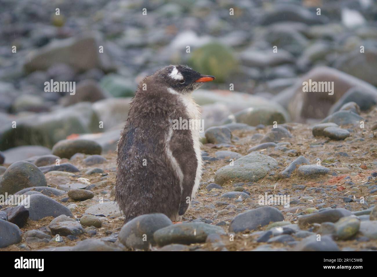 Mignon gentoo pingouins poussins Banque D'Images