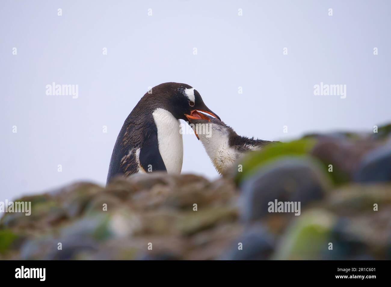 Mère de pingouin Gentoo et ses bébés Banque D'Images