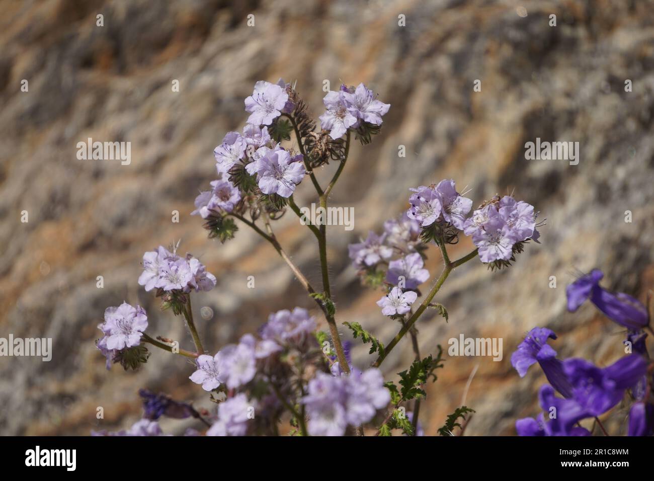 Fleurs sauvages roses, Caterpillar Phacelia du lac Diamond Valley au printemps Banque D'Images