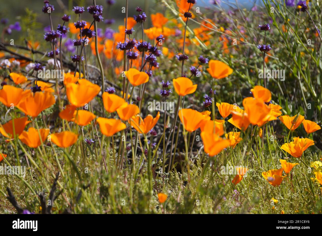 Chia Phacelia columbaria fleurs sauvages pourpres fleurissent dans le sud de la Californie Banque D'Images