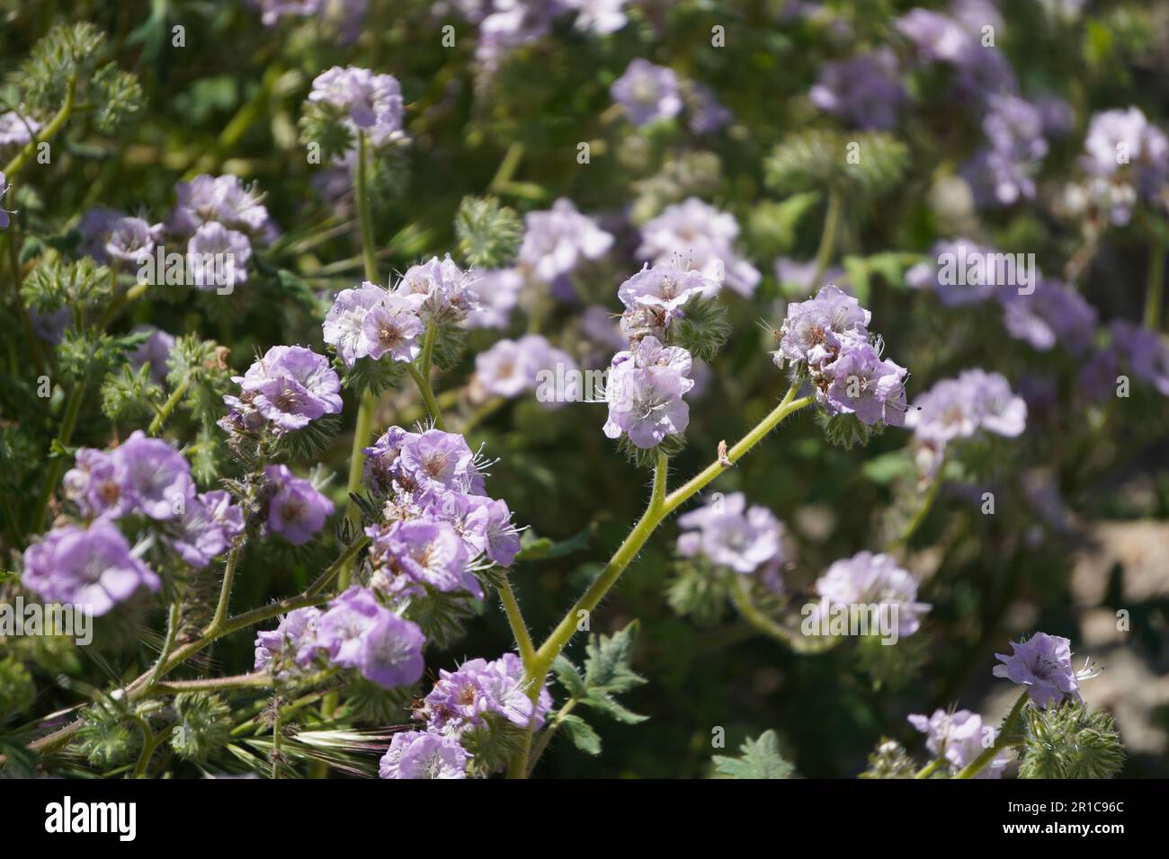 Fleurs sauvages roses, Caterpillar Phacelia du lac Diamond Valley au printemps Banque D'Images