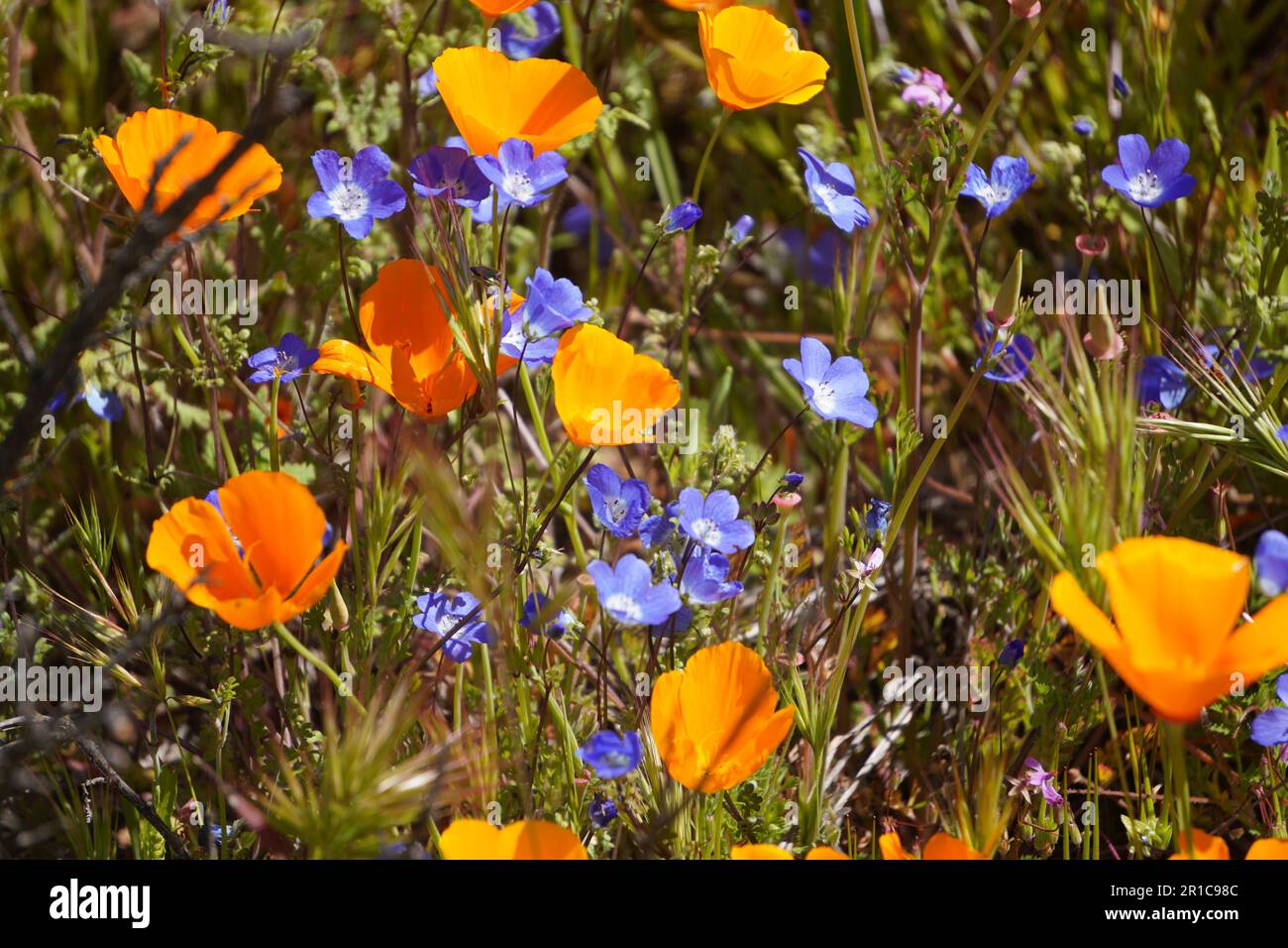 Bébé yeux bleus (Nemophila menziesii), fleurs sauvages bleues fleurissent en Californie Banque D'Images