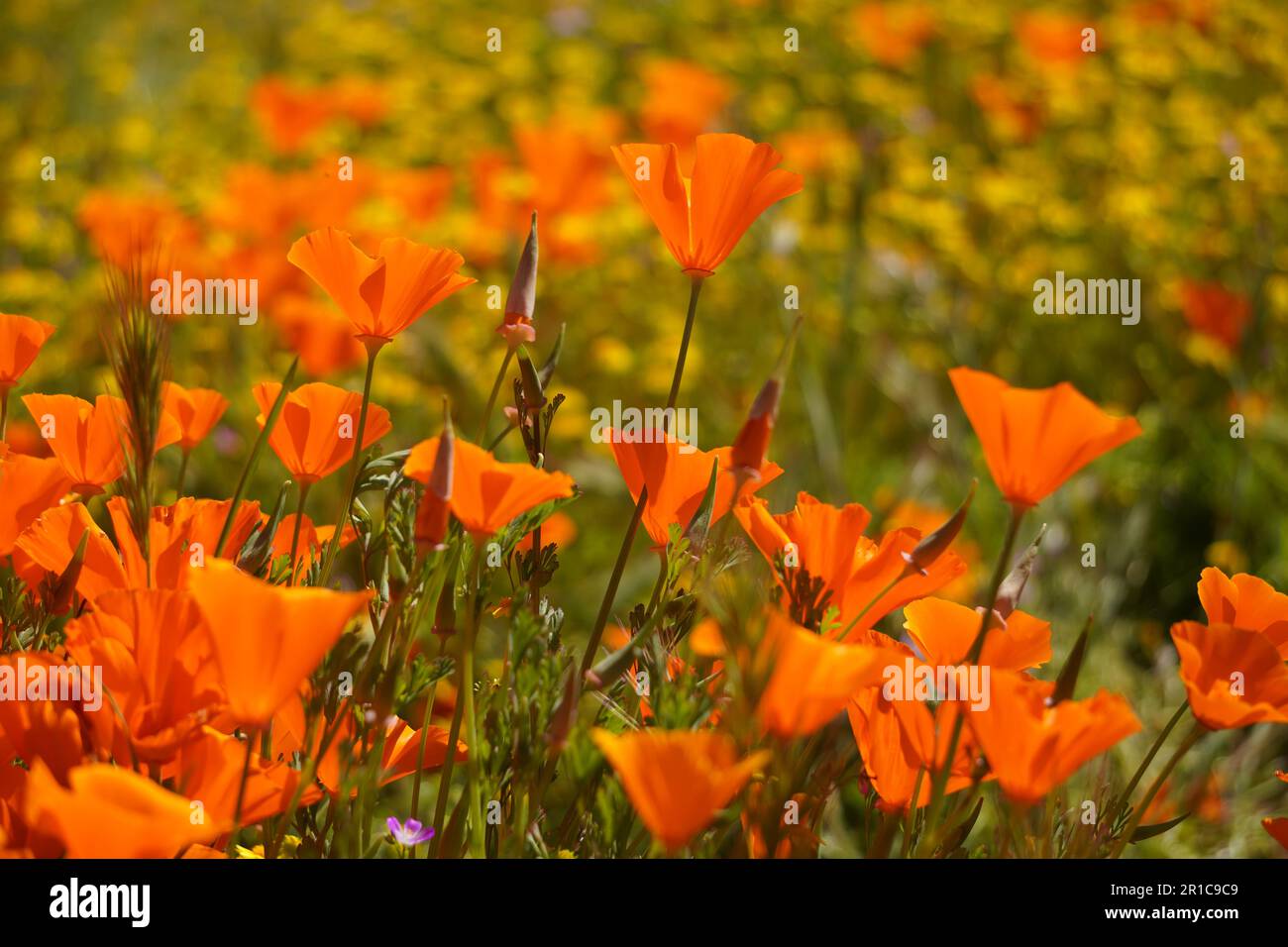 Le coquelicot de Californie, nommé fleur de l'État, fleurit dans le lac Diamond Valley, en Californie Banque D'Images