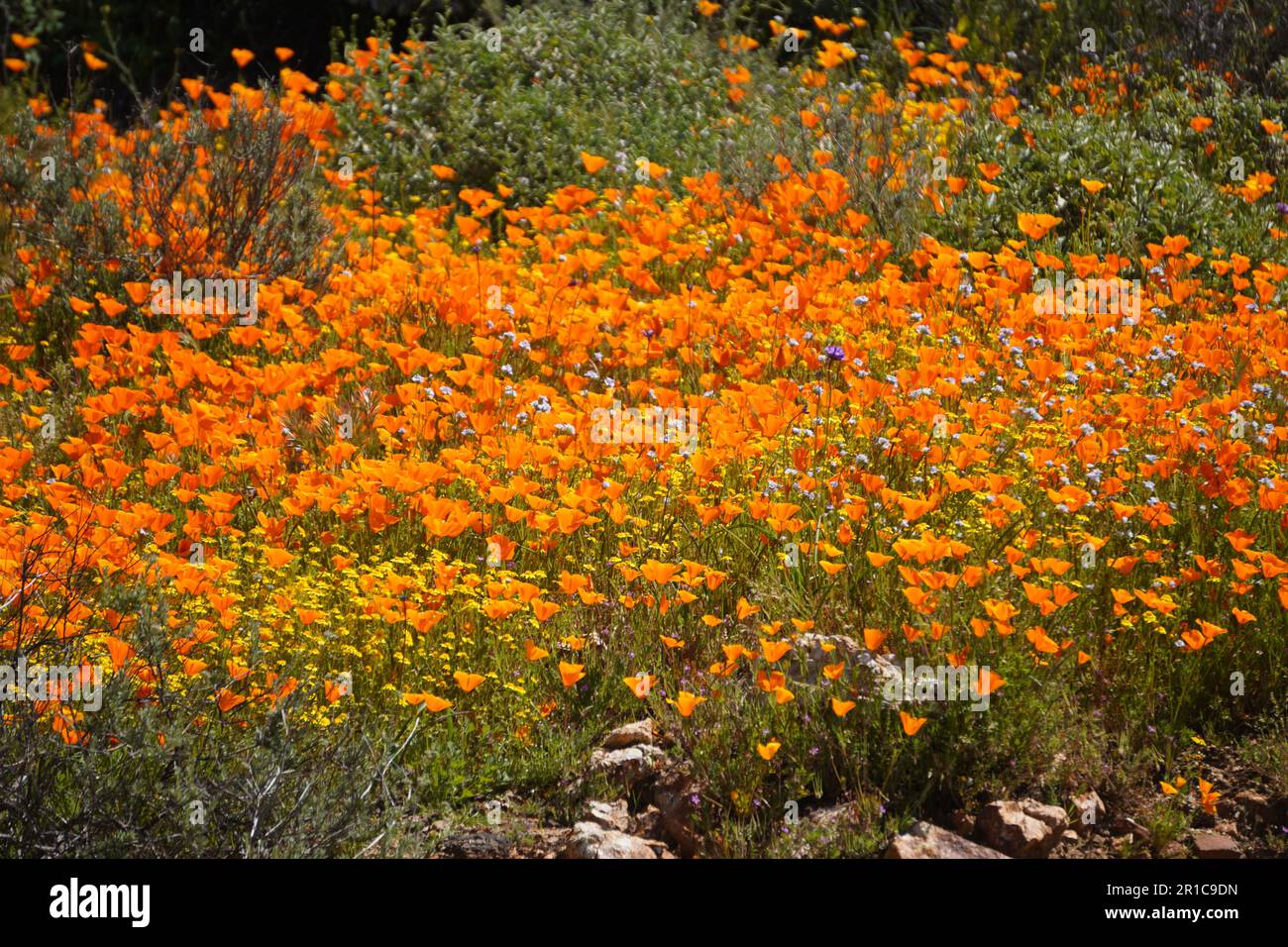 Le coquelicot de Californie, nommé fleur de l'État, fleurit dans le lac Diamond Valley, en Californie Banque D'Images