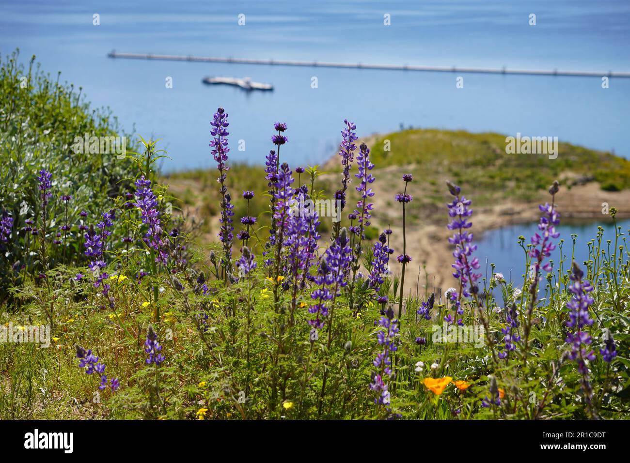 Chia Phacelia columbaria fleurs sauvages pourpres fleurissent dans le sud de la Californie Banque D'Images