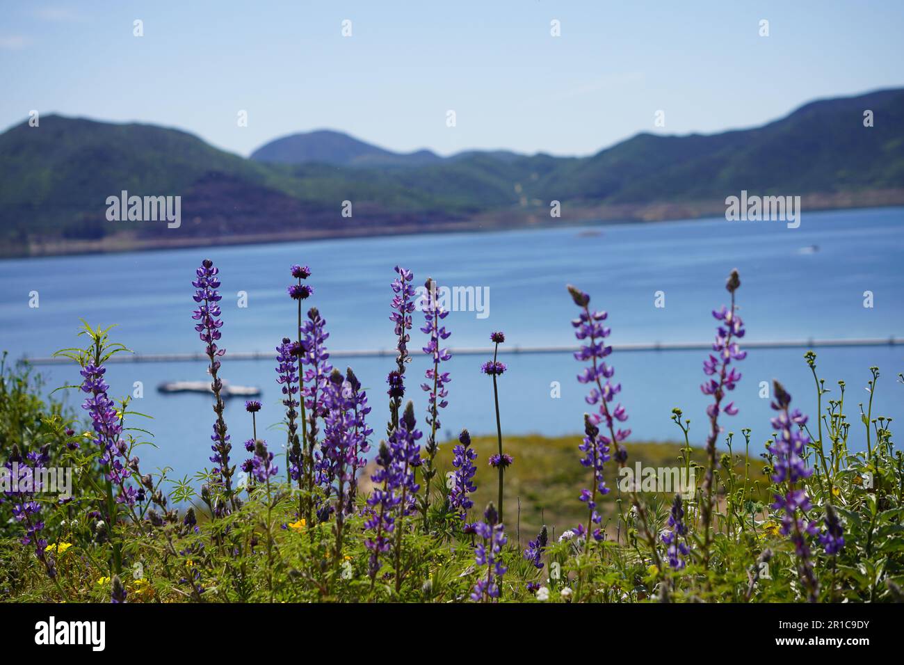 Chia Phacelia columbaria fleurs sauvages pourpres fleurissent dans le sud de la Californie Banque D'Images