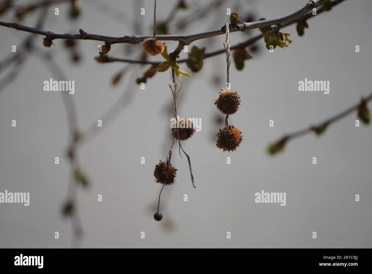 Boules à pointes de sapin de Noël sur l'arbre Banque D'Images