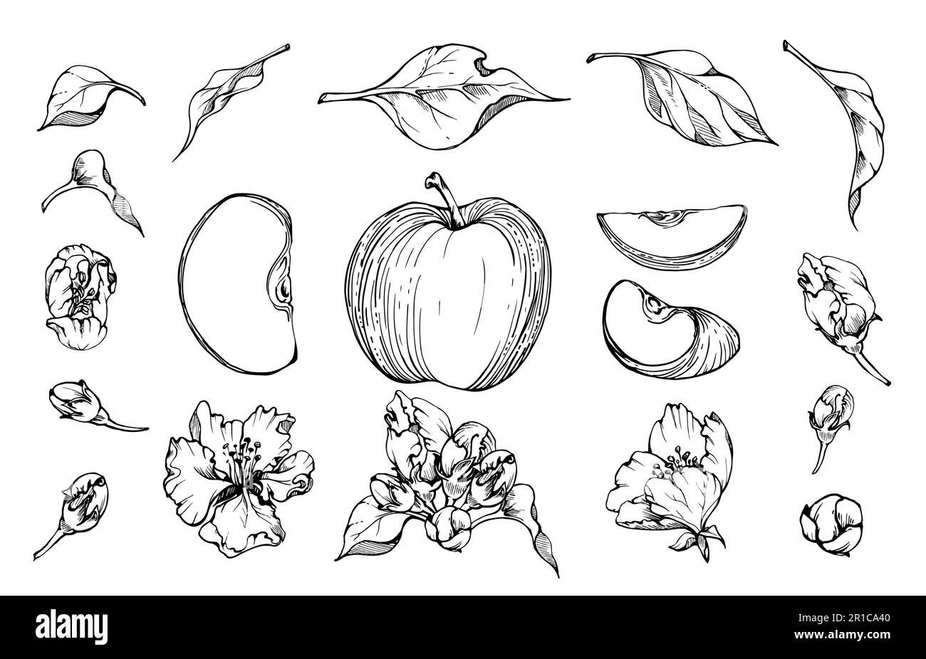 Composition à l'encre tirée à la main avec fleur de pomme, tranches de fruits, feuilles vertes, fleurs blanches et roses. Objet isolé sur fond blanc. Conception pour Illustration de Vecteur