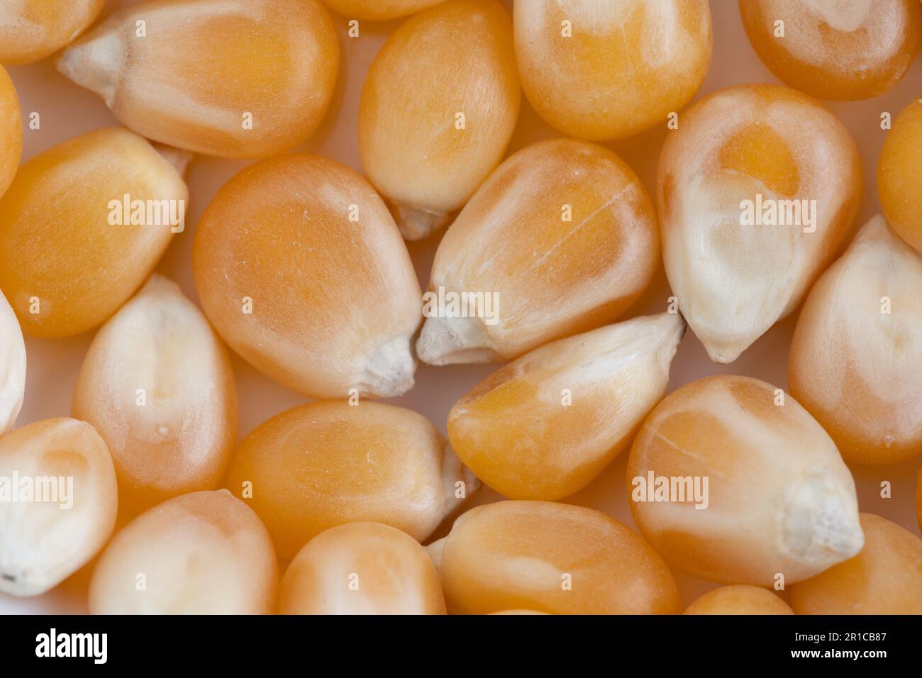 Gros plan de grains de maïs frais, biologiques et crus. Magnifique fond de pop-corn pour diverses utilisations. Banque D'Images