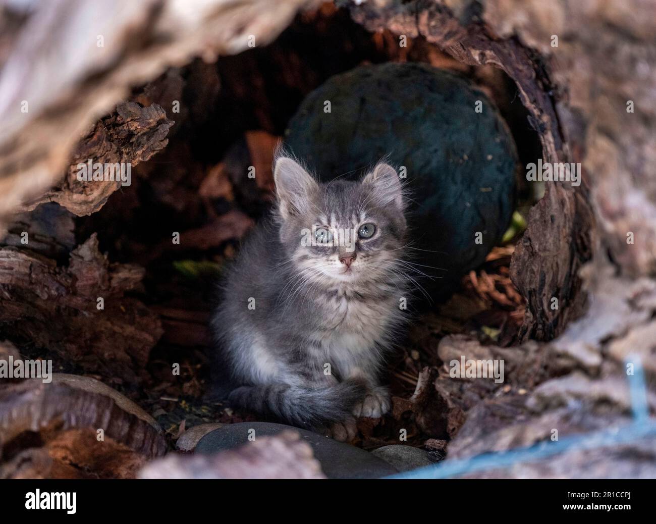 Mignon chaton assis dans une souche d'arbre, Akamas, Chypre. Banque D'Images