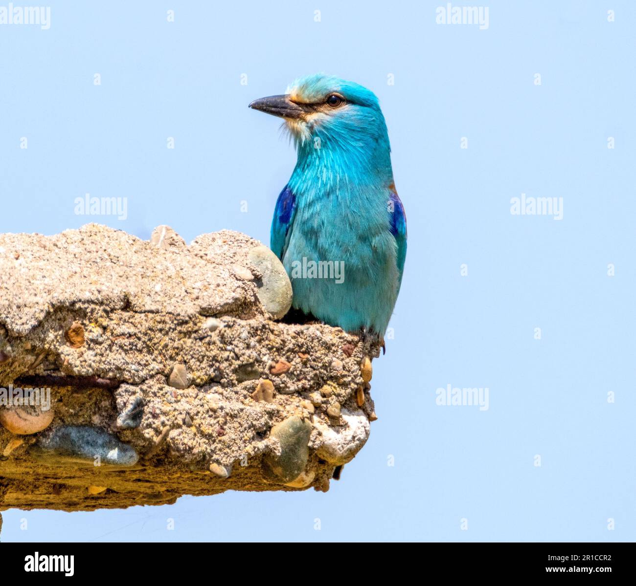 European Roller, (Coracias garrulus) perché sur un vieux bâtiment, région de Paphos, Chypre. Banque D'Images