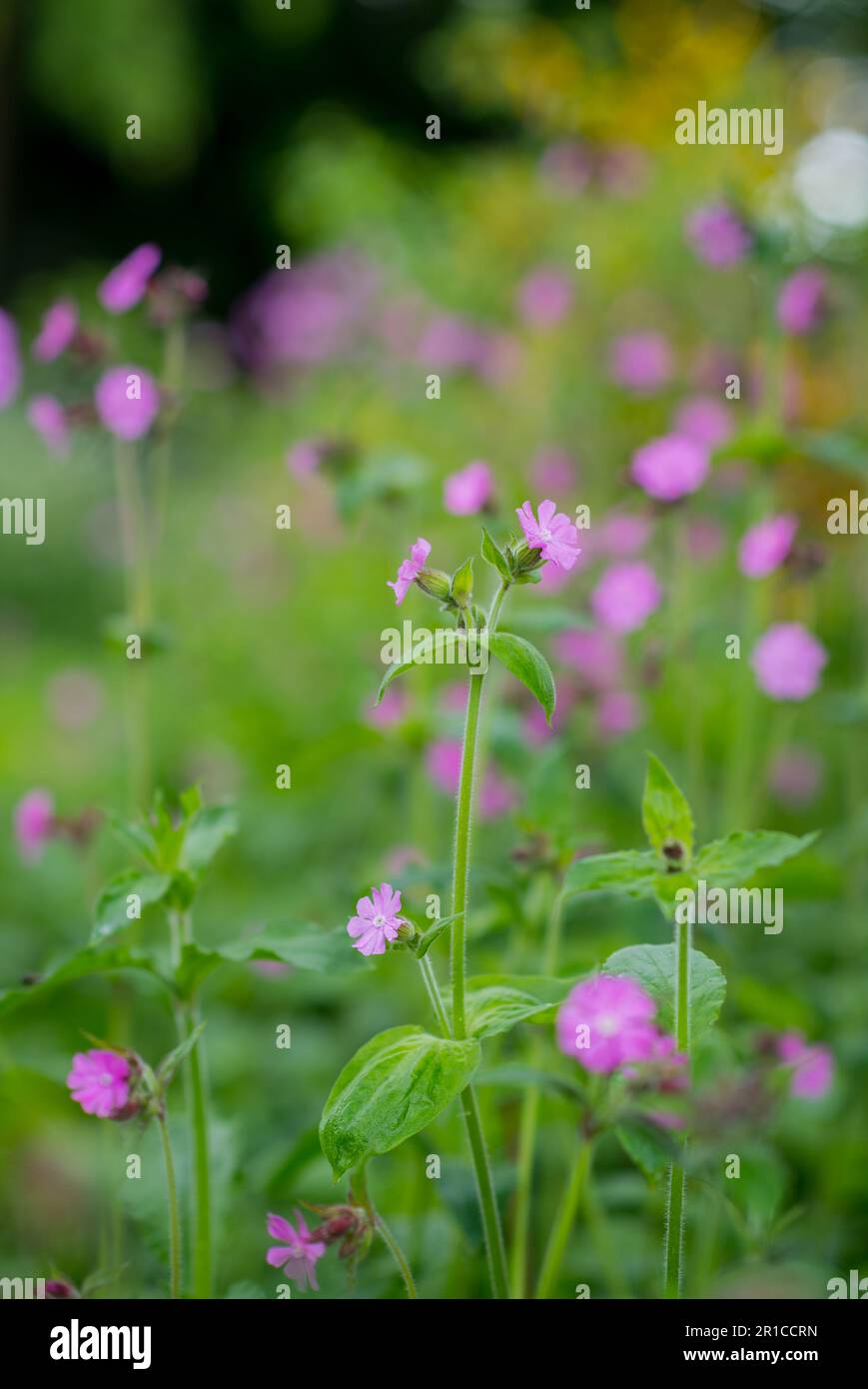 Fleur de Campion rose. Banque D'Images