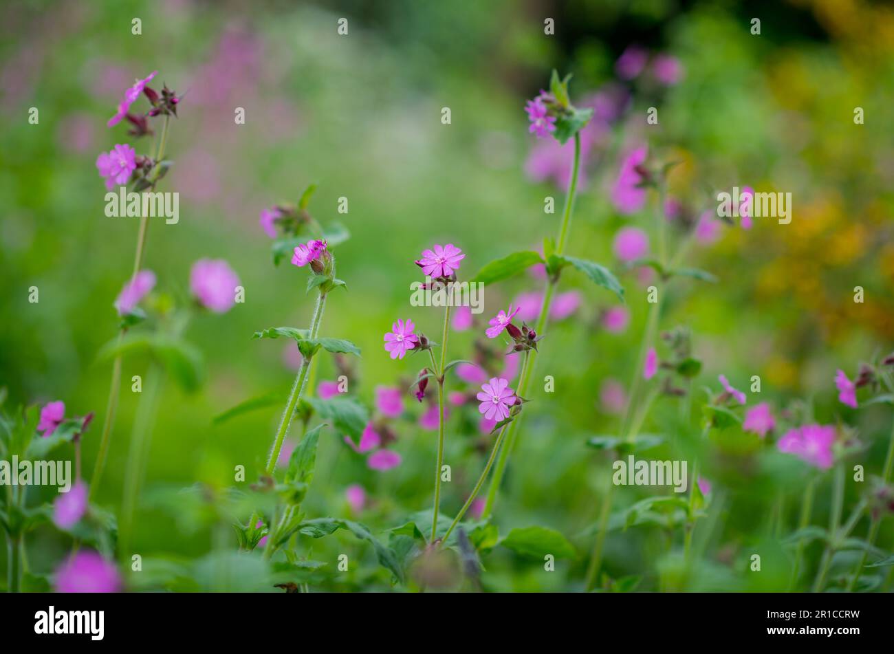 Fleur de Campion rose. Banque D'Images