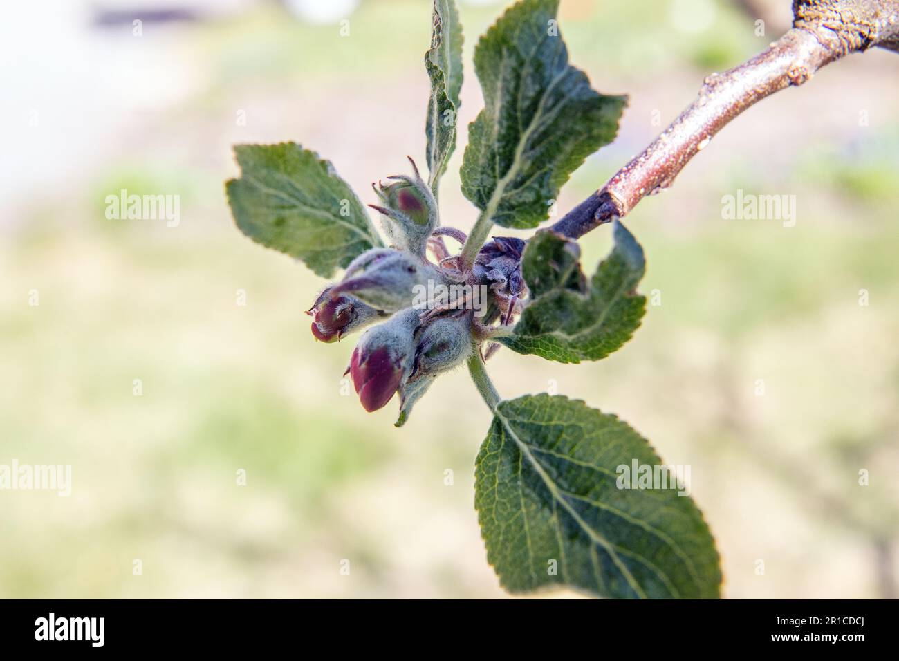 boutons de pomme rouge - bourgeons fleuris sur pommier Banque D'Images