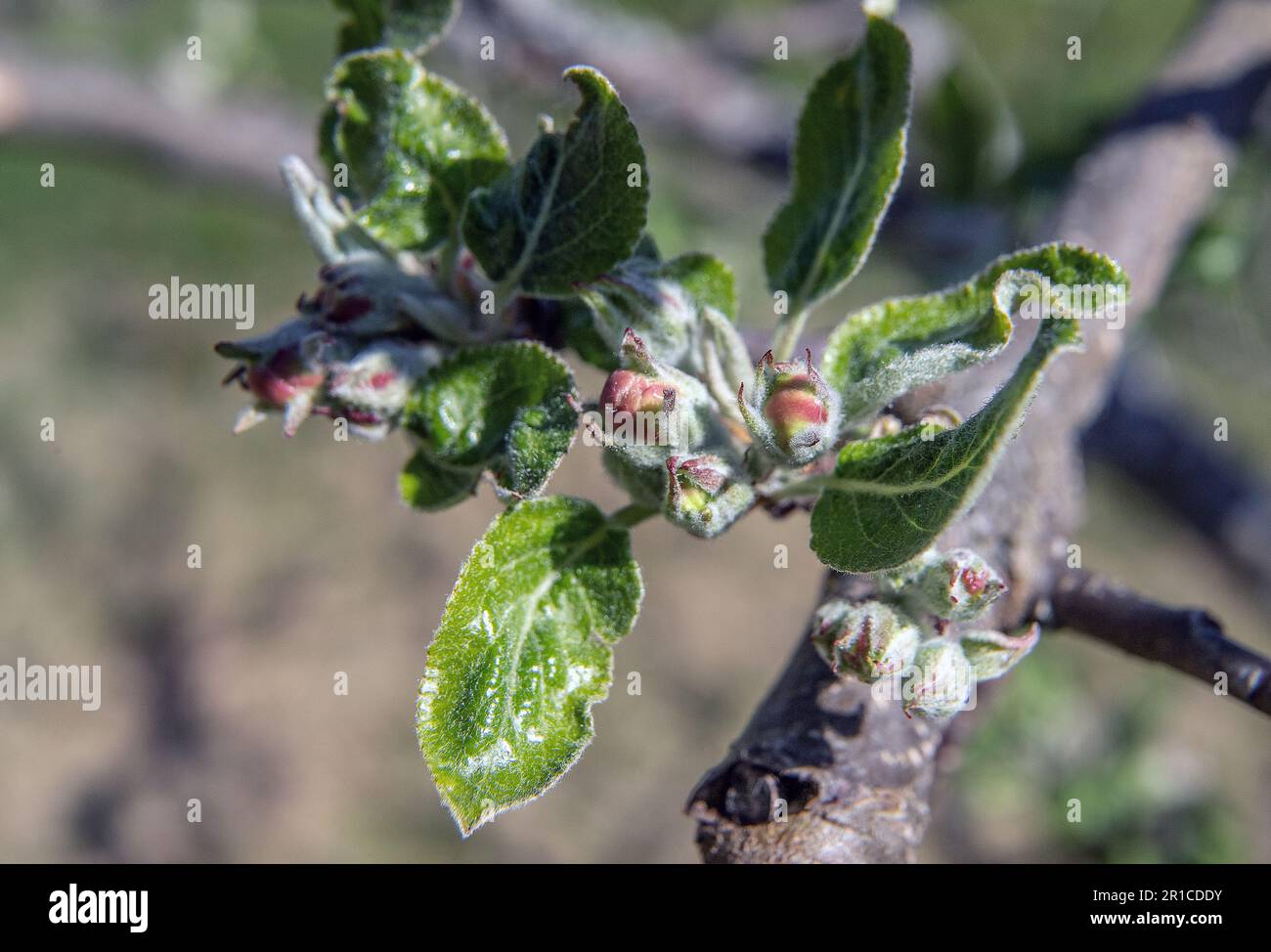 boutons de pomme rouge - bourgeons fleuris sur pommier Banque D'Images
