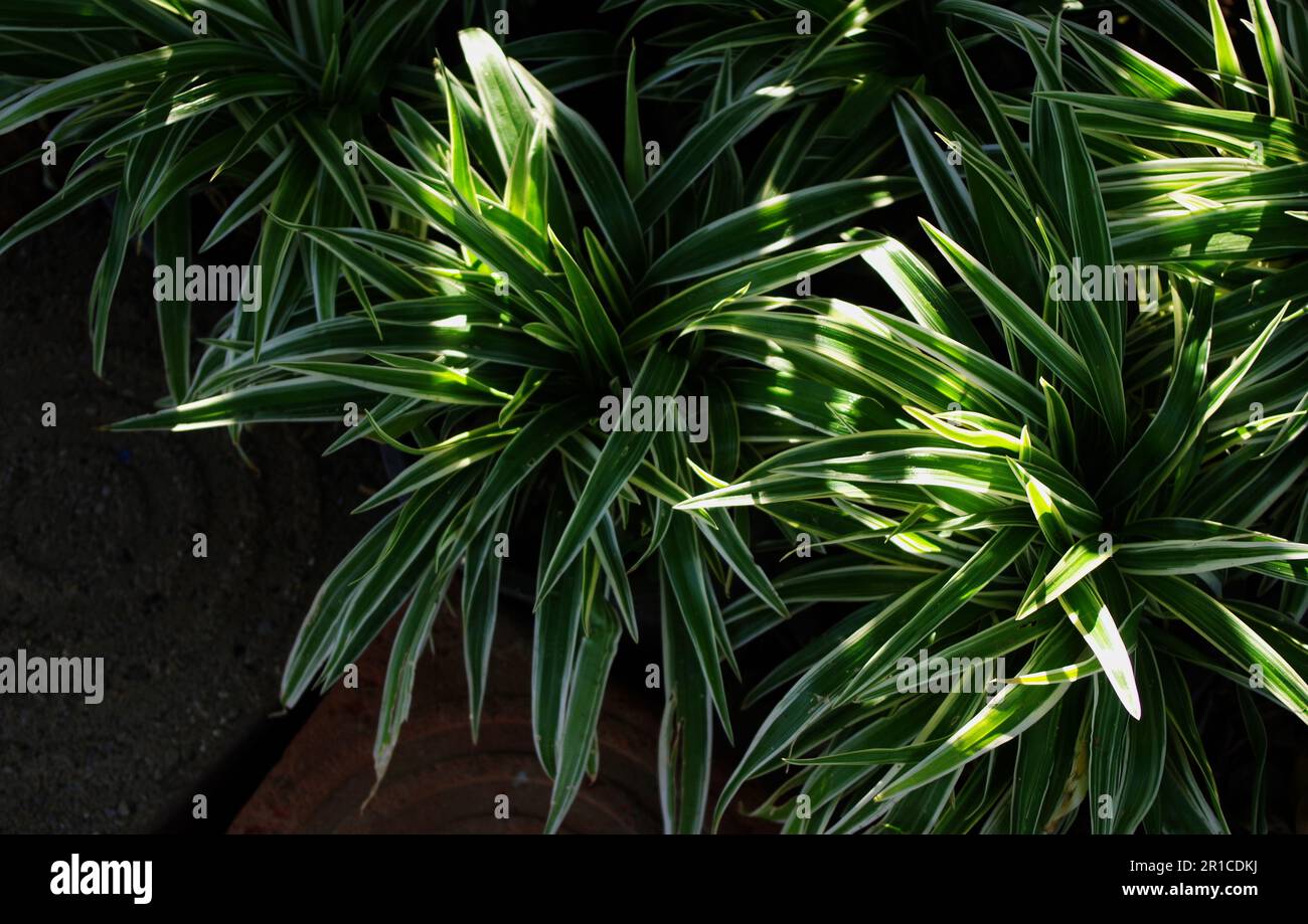 Feuilles vertes avec lumière du soleil dans le jardin Banque D'Images