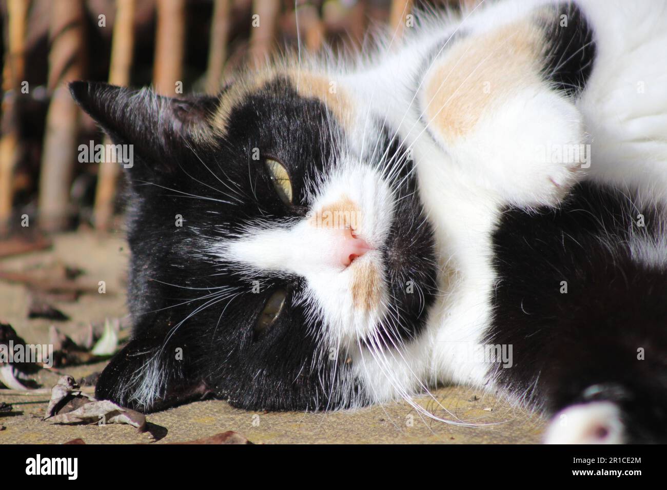 Chat domestique à poil court allongé dans le jardin Banque D'Images