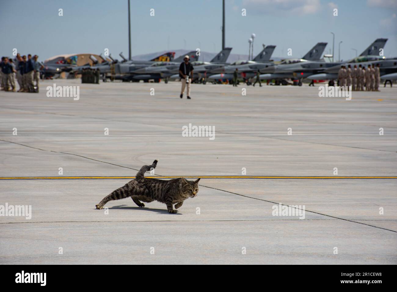 Un chat parmi les avions de chasse, confus et effrayés, ne sait pas où courir dans une panique. 3. Base aérienne principale de l'aigle anatolien 2023 Konya Banque D'Images