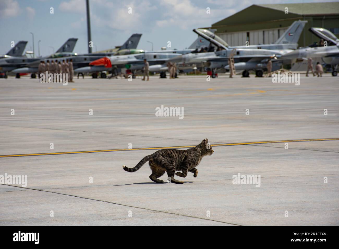 Un chat parmi les avions de chasse, confus et effrayés, ne sait pas où courir dans une panique. 3. Base aérienne principale de l'aigle anatolien 2023 Konya Banque D'Images