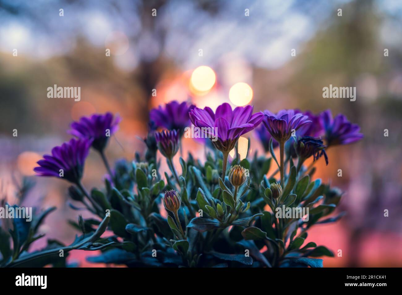 Marguerite africaine (Osteospermum ecklonis) dans une marmite sur un balcon avec un fond éclairé le soir. Banque D'Images
