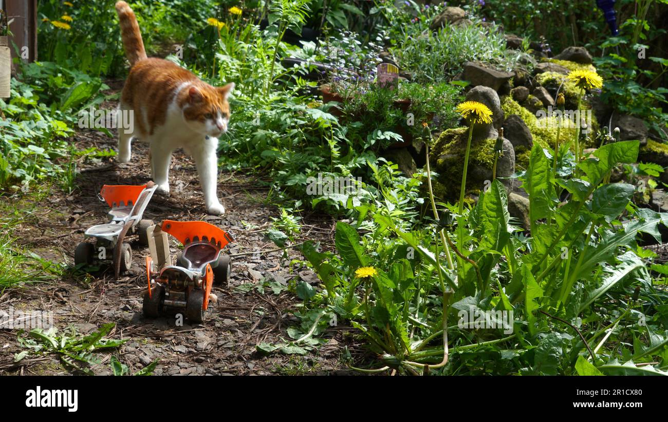 Un jardin naturel adapté aux abeilles avec une paire de patins à roulettes laissés derrière et un chat rouge qui se balade. Banque D'Images