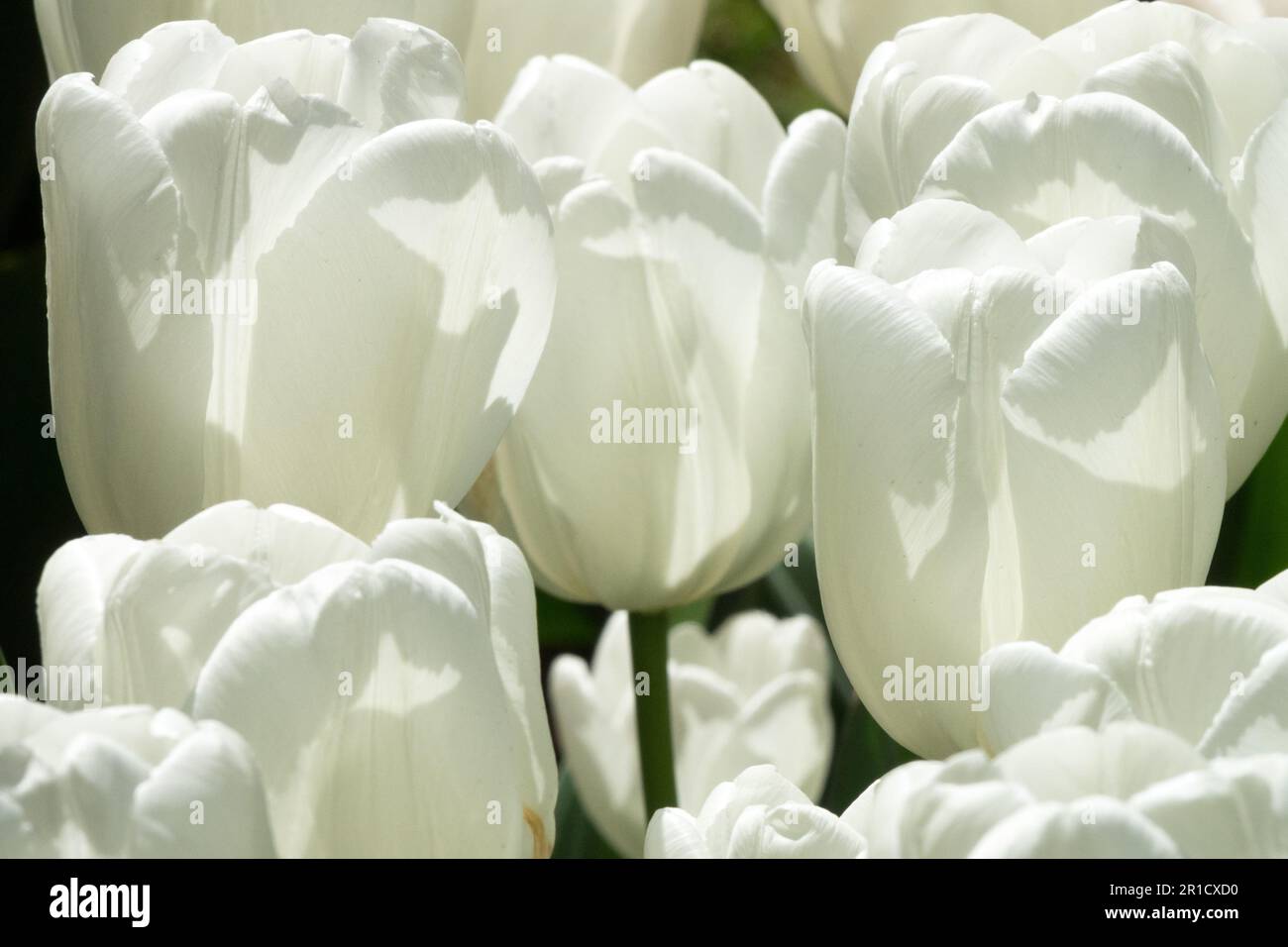 Liliaceae Tulips fleurs Tulip 'Hakuun' White Tulipa 'Hakuun' cultivar beauté Darwin Hybrid Blooming Bright Blooms pétales Darwin Tulip Group White Banque D'Images