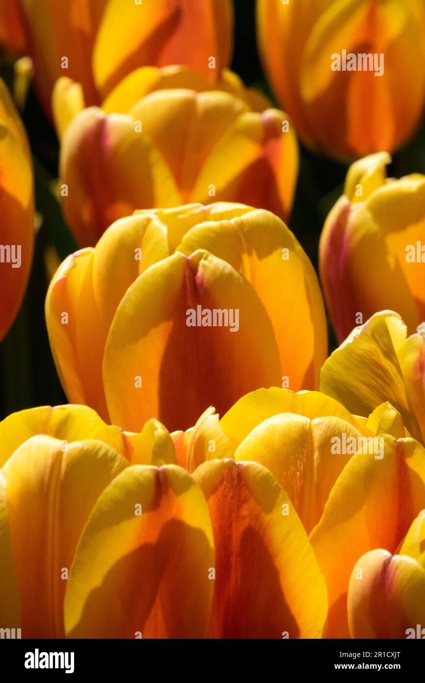 Tulipe orange « World Peace » Tulipa Banque D'Images